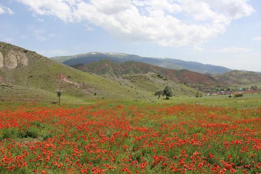 Gelincikler ovayı kırmızıya boyadı