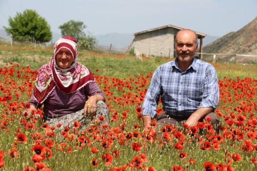 Gelincikler ovayı kırmızıya boyadı