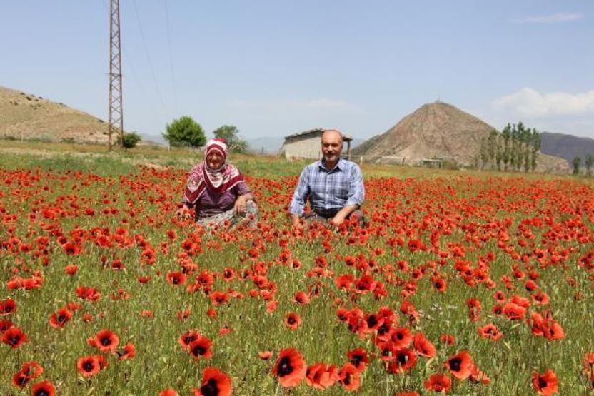 Gelincikler ovayı kırmızıya boyadı