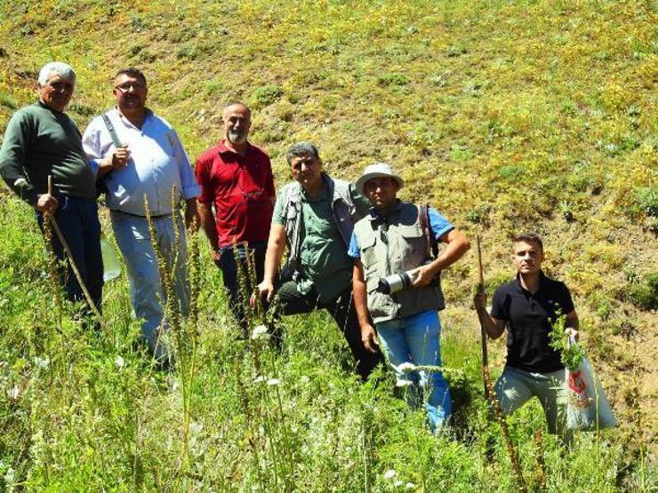 150 yıl sonra görülmüştü, ‘kandamlası’ bu yıl da kendini gösterdi