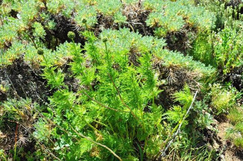 150 yıl sonra görülmüştü, ‘kandamlası’ bu yıl da kendini gösterdi