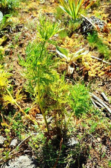 150 yıl sonra görülmüştü, ‘kandamlası’ bu yıl da kendini gösterdi