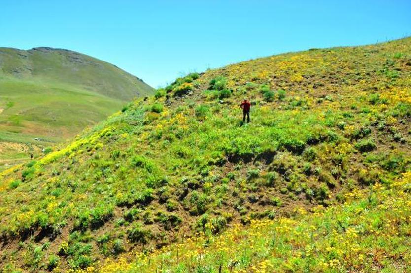 150 yıl sonra görülmüştü, ‘kandamlası’ bu yıl da kendini gösterdi