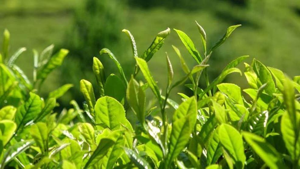 Şifa deposu beyaz çay kilosu 4 bin 500 TLden satılıyor