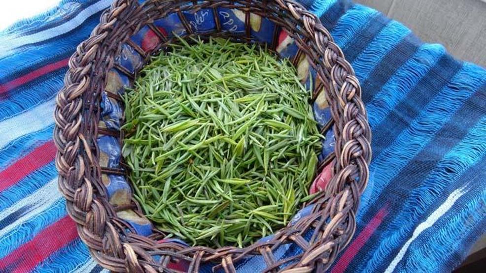 Şifa deposu beyaz çay kilosu 4 bin 500 TLden satılıyor