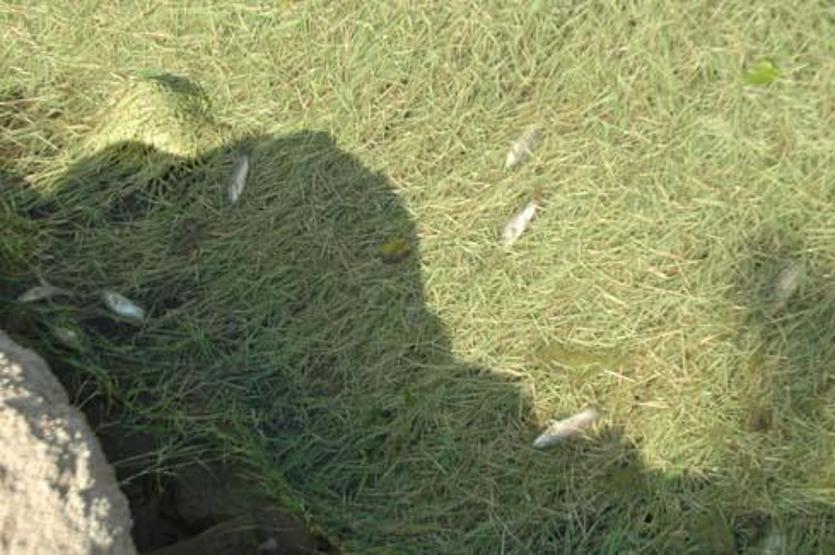 Endişe veren görüntü İlk defa böyle bir olayla karşılaştım