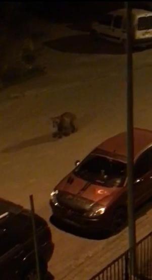 Sokaklarda gezen boz ayıyı görmek için geceyi bekliyor