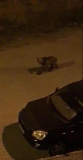 Sokaklarda gezen boz ayıyı görmek için geceyi bekliyor