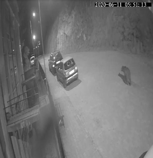 Sokaklarda gezen boz ayıyı görmek için geceyi bekliyor