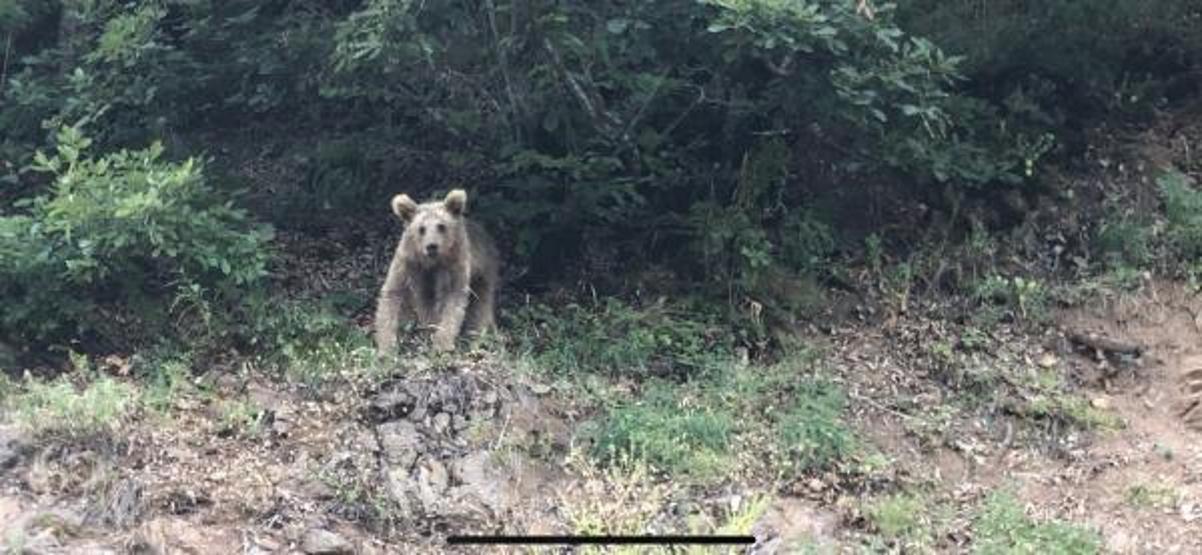 Sokaklarda gezen boz ayıyı görmek için geceyi bekliyor