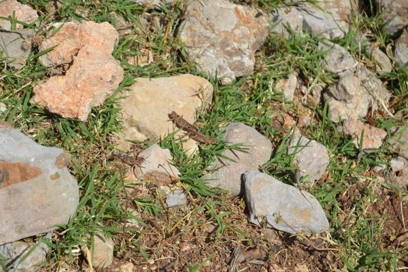 Hatayın 3 yaylasında çekirge istilası