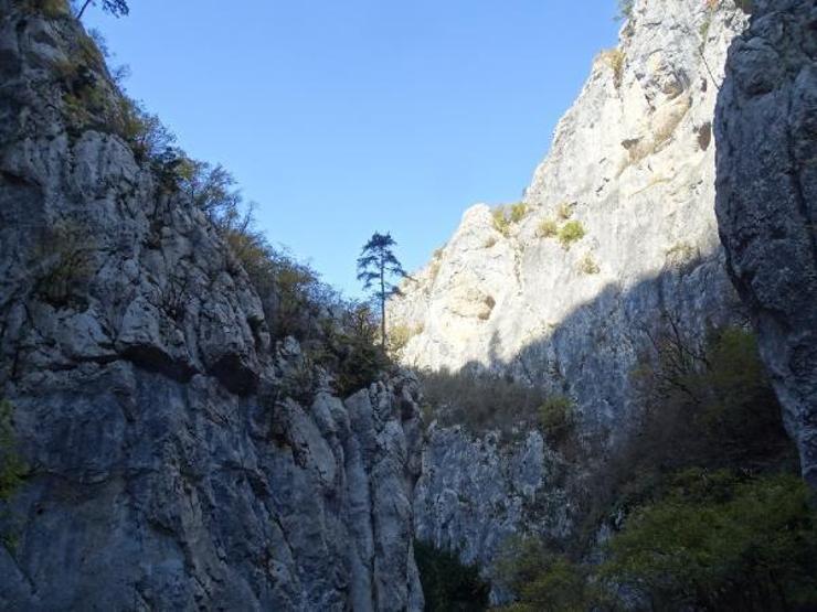 Kastamonuda yeni bir bitki keşfedildi