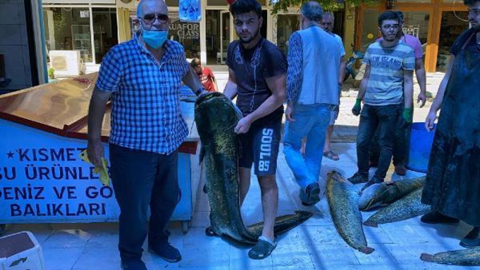 1,5 metrelik yayın balıklarını 21 bin liraya sattı