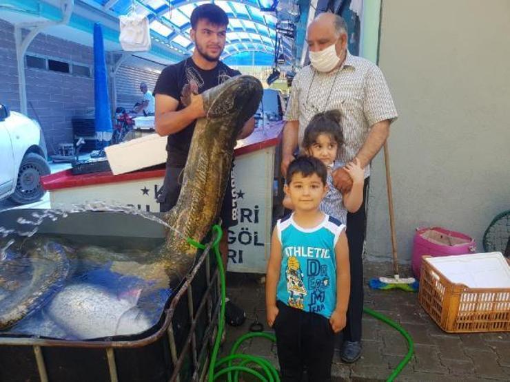 1,5 metrelik yayın balıklarını 21 bin liraya sattı
