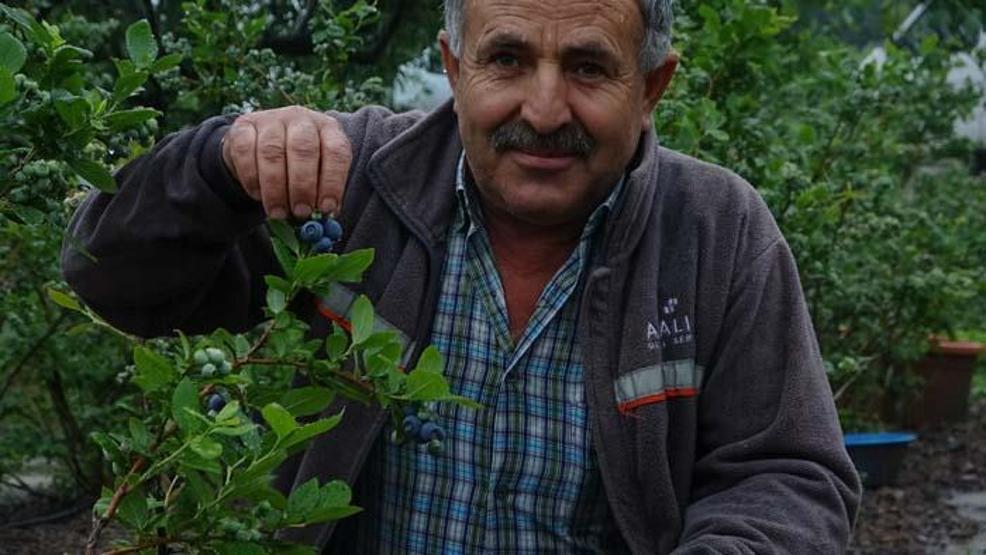 Kilosu 50 lira Daha toplanmadan dalında satılıyor