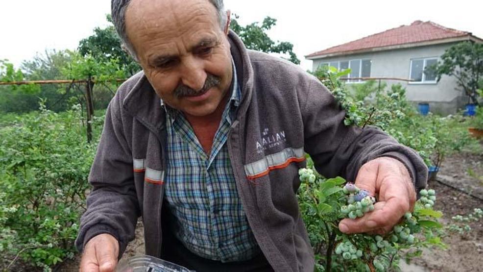 Kilosu 50 lira Daha toplanmadan dalında satılıyor