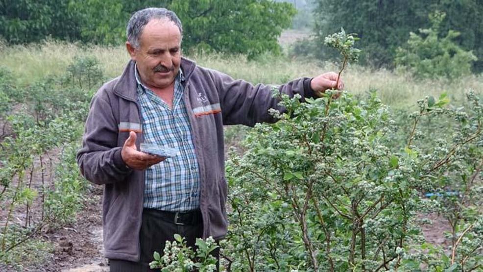 Kilosu 50 lira Daha toplanmadan dalında satılıyor