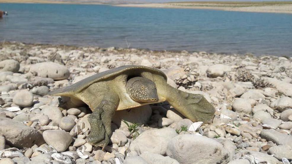 Adıyamanda nesli tükenme tehlikesi altında olan Fırat kaplumbağası görüldü