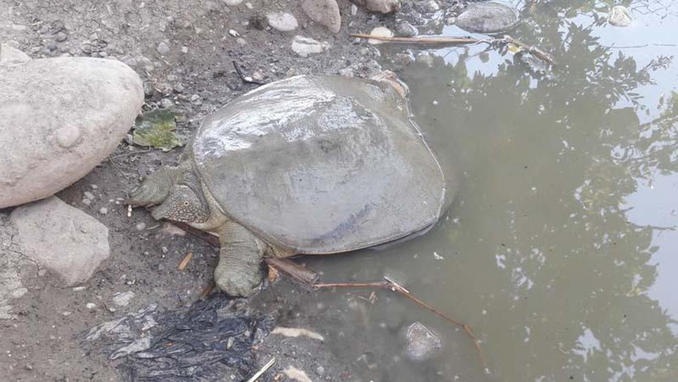 Adıyamanda nesli tükenme tehlikesi altında olan Fırat kaplumbağası görüldü