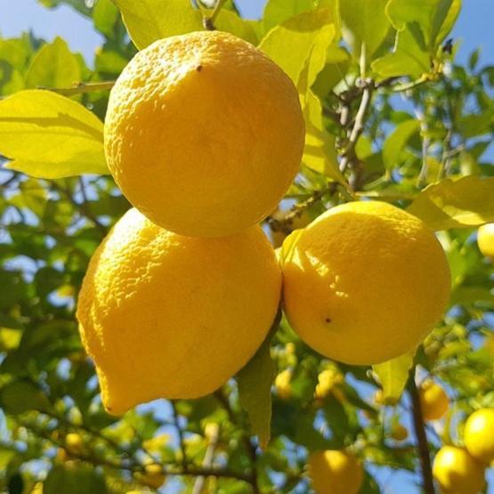 Limonun bir yararı daha ortaya çıktı