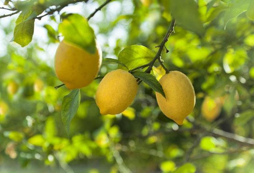 Limonun bir yararı daha ortaya çıktı