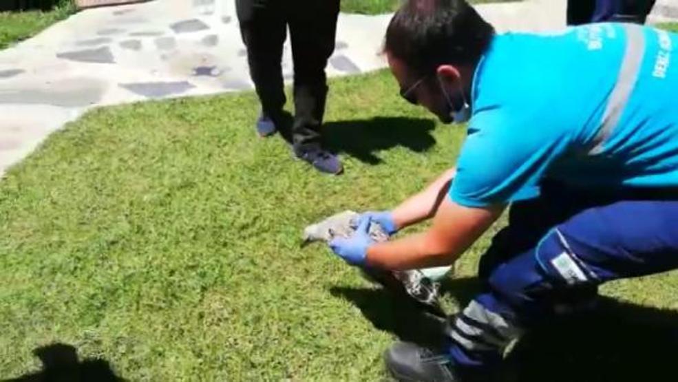 Martının boynuna cerrahi maske dolandı