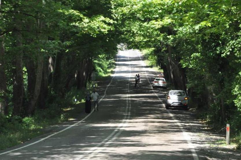 Ağaçların tünel oluşturduğu yol görsel şölen sunuyor