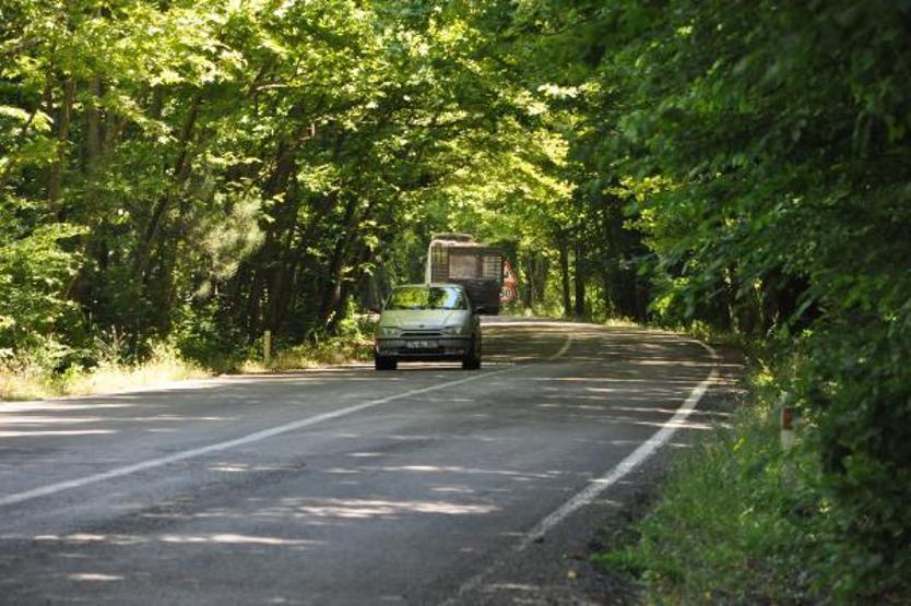 Ağaçların tünel oluşturduğu yol görsel şölen sunuyor
