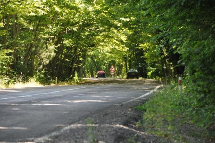 Ağaçların tünel oluşturduğu yol görsel şölen sunuyor