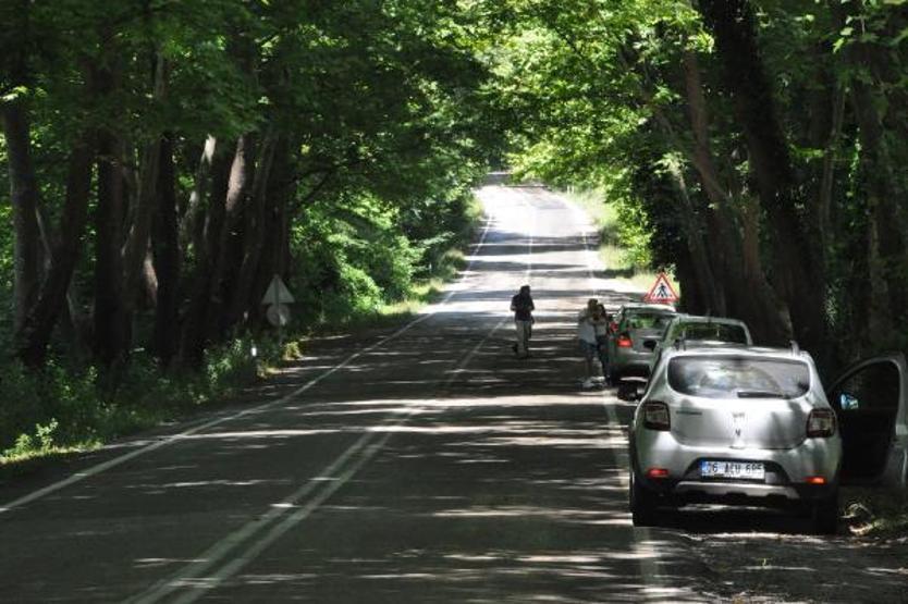 Ağaçların tünel oluşturduğu yol görsel şölen sunuyor