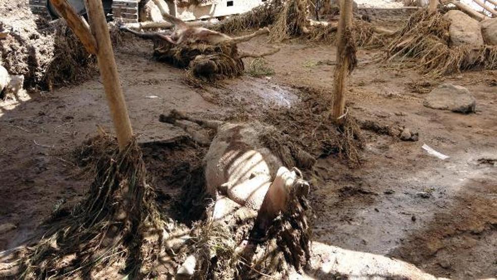 74 koyunu sele kapılarak ölen Yıldız: Destek bekliyorum
