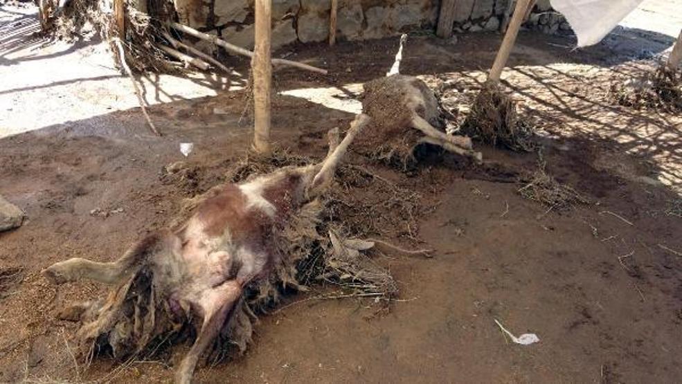 74 koyunu sele kapılarak ölen Yıldız: Destek bekliyorum