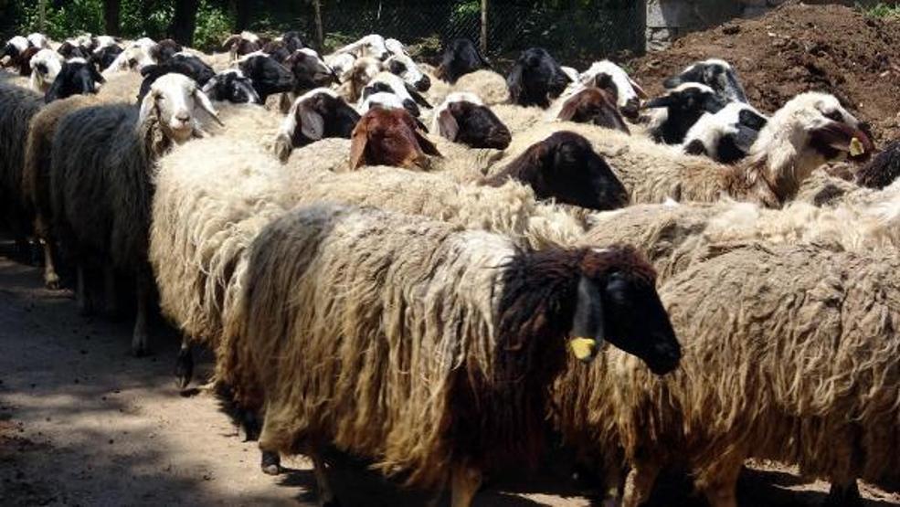 74 koyunu sele kapılarak ölen Yıldız: Destek bekliyorum