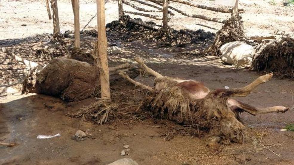74 koyunu sele kapılarak ölen Yıldız: Destek bekliyorum