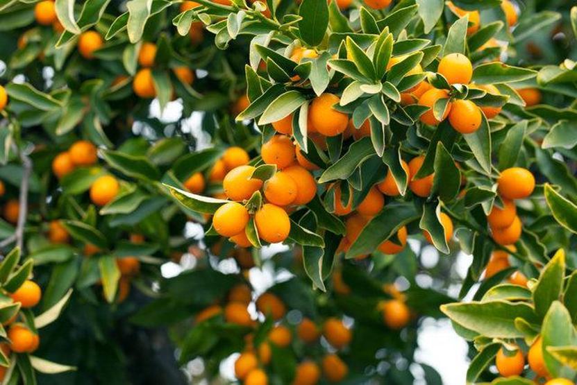 Hücreleri tamamen yeniliyor Hastalıklara kalkan oluyor