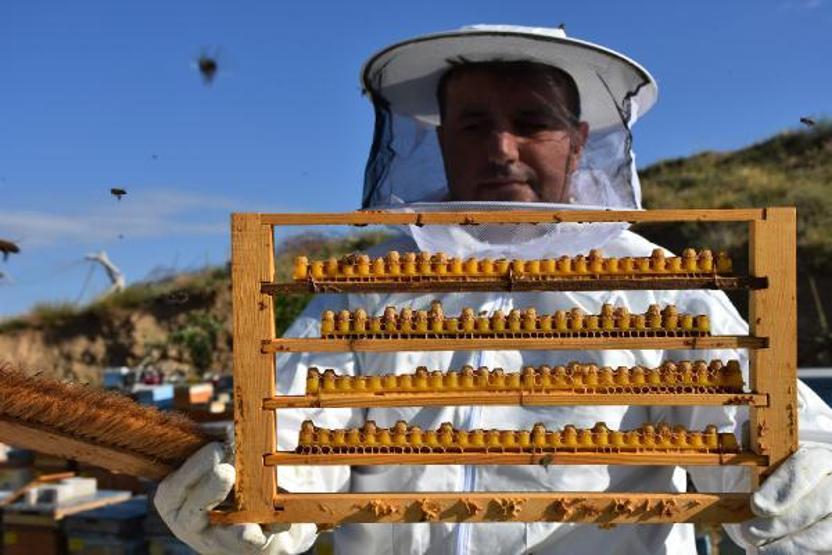 Arı sütünün kilosu 7 bin TLden alıcı buluyor