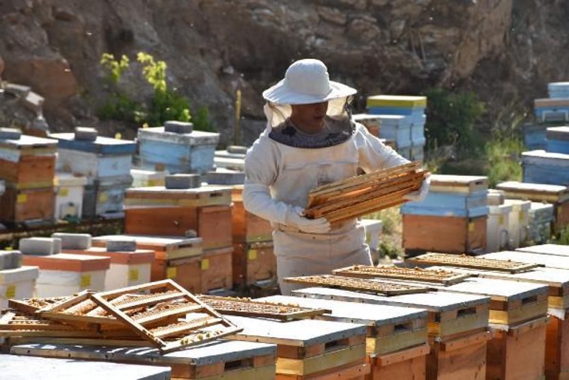 Arı sütünün kilosu 7 bin TLden alıcı buluyor