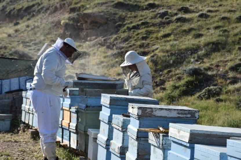 Arı sütünün kilosu 7 bin TLden alıcı buluyor