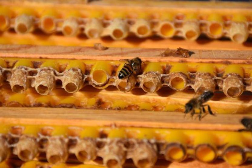 Arı sütünün kilosu 7 bin TLden alıcı buluyor