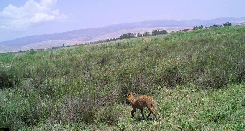 Son dakika... Çorumda aslan için yerleştirilen fotokapanlara çakal ve tilkiler takıldı