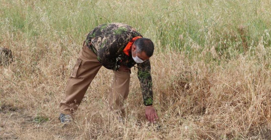 Son dakika... Çorumda aslan için yerleştirilen fotokapanlara çakal ve tilkiler takıldı