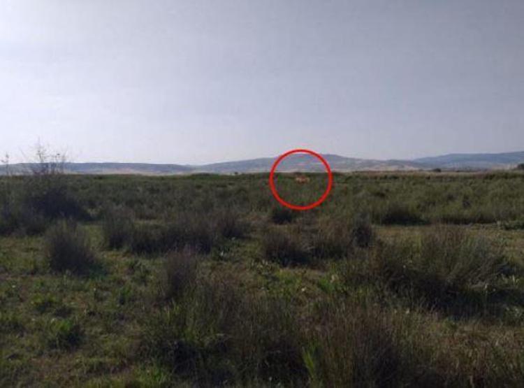 Son dakika... Çorumda aslan için yerleştirilen fotokapanlara çakal ve tilkiler takıldı