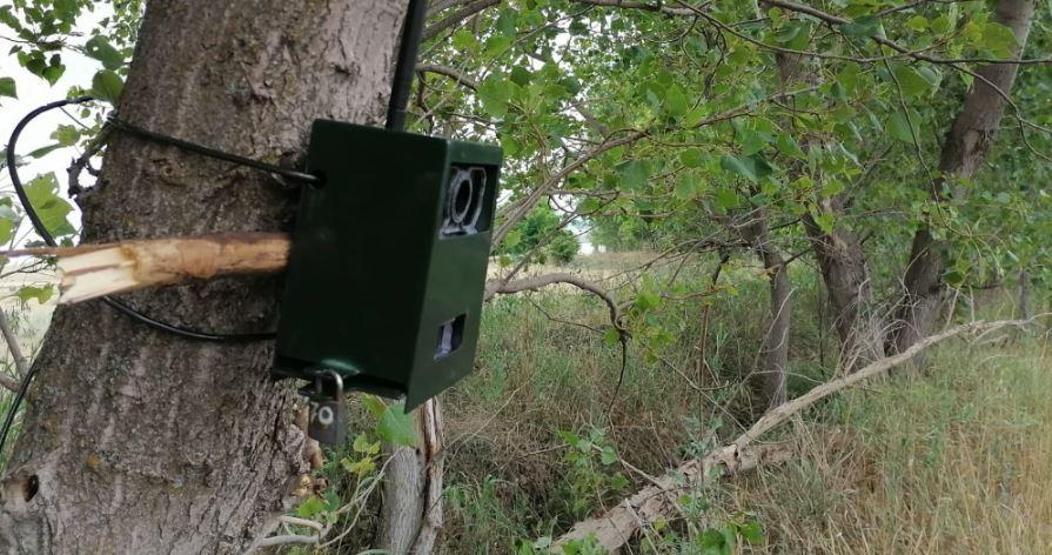Son dakika... Çorumda aslan için yerleştirilen fotokapanlara çakal ve tilkiler takıldı