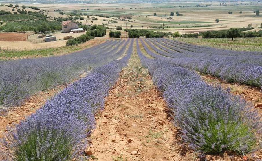 Elmalıda lavanta şöleni