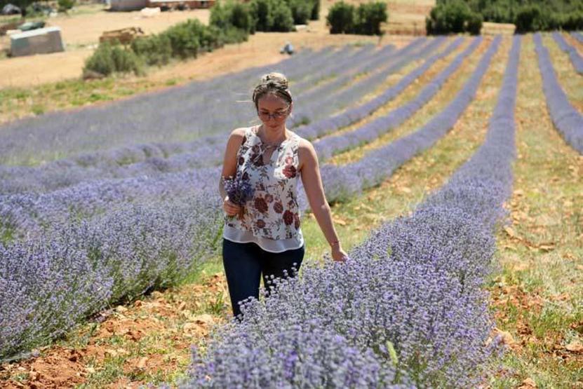Elmalıda lavanta şöleni