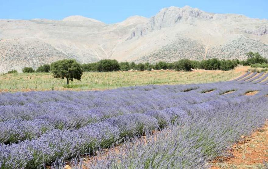 Elmalıda lavanta şöleni
