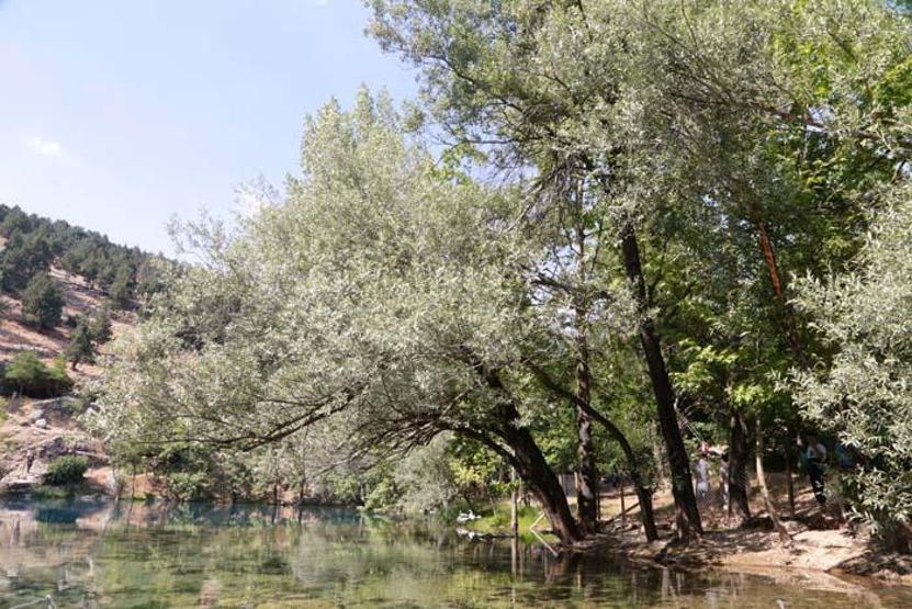 Sıcaktan bunalan oraya koşuyor