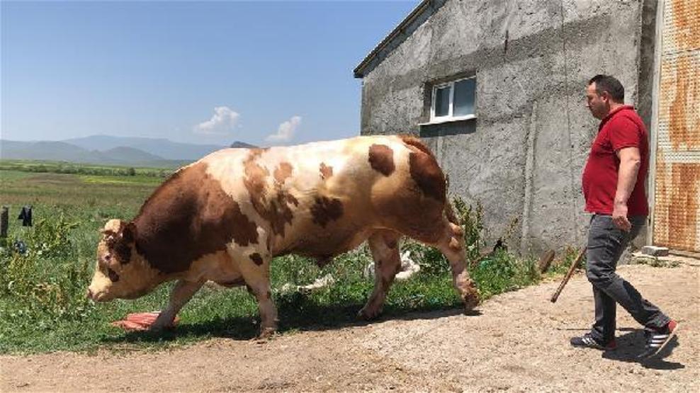 1.5 tonluk Paşa, 45 bin liradan satışa çıkarıldı