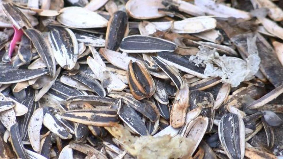 Son Dakika... Üsküdarda sahil boyunca çekirdek yiyene 61 lira ceza