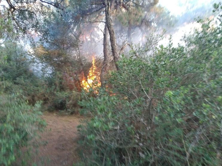 Büyükadada korkutan yangın Dumanlar gökyüzünü kapladı